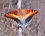 charaxes jasius
